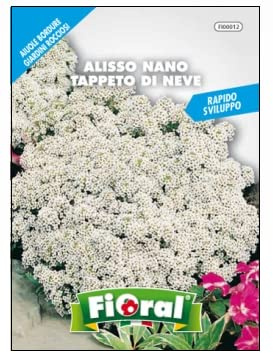 Sementi da fiore di qualità in bustina per uso amatoriale (ALISSO NANO TAPPETO DI NEVE)