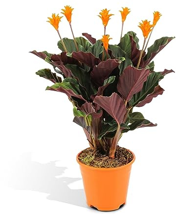 Calathea Crocata - H40 cm, Ø14 cm - pianta d'appartamento