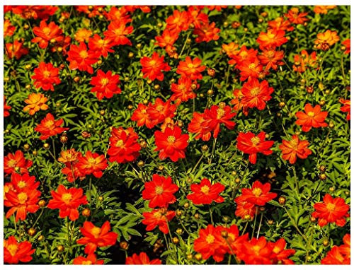 PREMIER SEEDS DIRECT - Marigold TAGETES RED GEM 6 GRAM