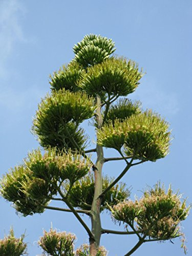 100 Semi Agave Americana ~ Maguey Syriup ~ Grande e longevo Centuryplant
