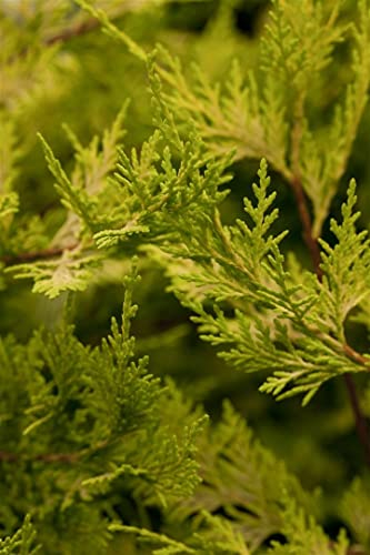 Cupressocyparis leylandii 'Castlewellan Gold' 100-125 cm - Leyland-Zypresse, goldgelbes Laub, ideal als Hecke, schnellwachsend, winterhart, pflegeleicht