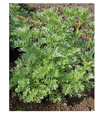 Sachets de graines d'absinthe- Plante aromatique- Les Graines Bocquet