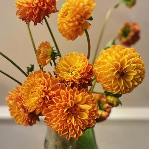 Bulbi di dalia, acquistarere bulbi da da balcone con bulbi da bulbi da giardino 3pcs