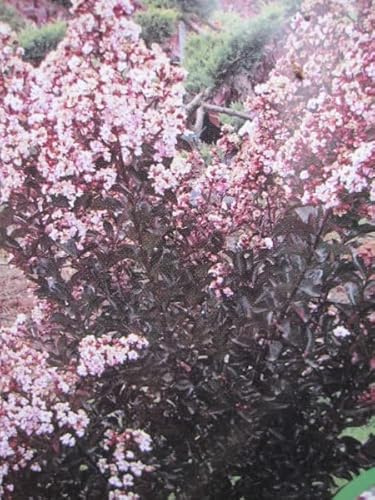 Kreppmyrte Kräuselmyrte - Lagerstroemia Indica Burgundy Cotton - 40-60cm