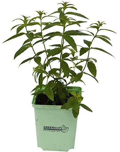 Hierba Luisa Natural Árbol con Aroma a Citronela