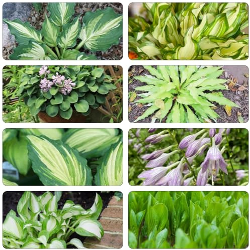 funkien winterharte kübelpflanzen kräuterpflanzen grüne deko hochbeet balkon deko biosaatgut topfpflanzen echt pflanztopf gartenpflanzen kräuterbeet indoor grünpflanzen balkonpflanzen 80samen