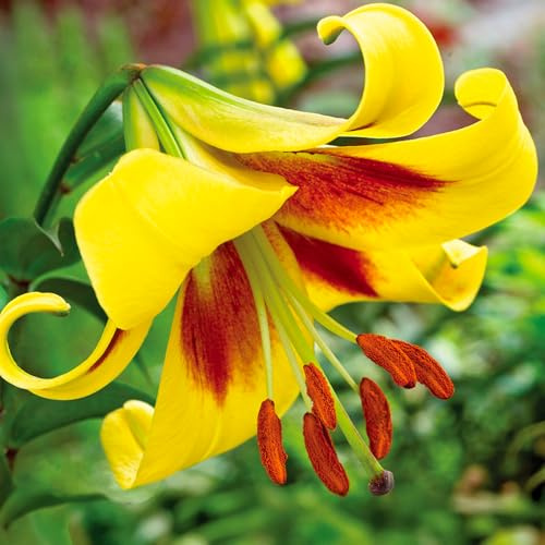 Bulbi di Lilium ORIENTAL-TRUMPET (GIGLI GIGANTI) | Bulbi provenienti dai migliori produttori Olandesi | Esclusiva selezione e controllo qualità | Fioritura garantita. (1 Lilium OT ROBERT SWANSON)