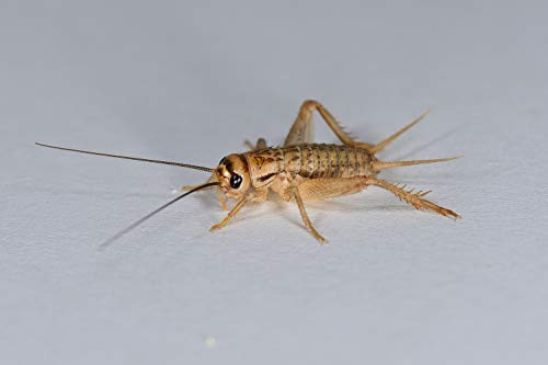 Heimchen mittel, Großpackung Futtertiere 1000 Stück, Futterinsekten für Reptilien und Vögel in verschiedenen Größen erhältlich