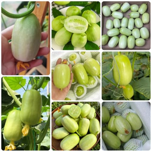 gurke gurken - cucumis sativus - winterharte garten, gemüsesamen salatgurken gurkensamen bio, grünpflanzen zimmerpflanzen wintergemüse 500samen