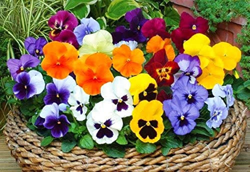 PREMIER SEEDS DIRECT - Pansy Winter Flowering - Forerunner Mix - 200 Seeds