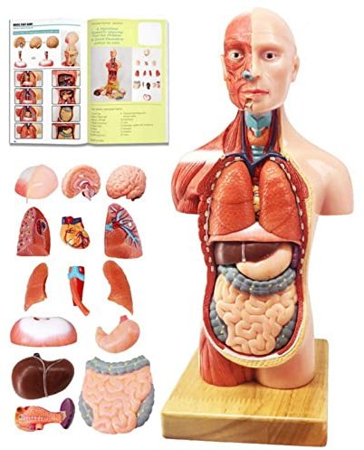 Menschliches Anatomie-Abnehmbares Körpermodell, 11/28cm, 15 Teile | EVOTECH SCIENTIFIC Körper-Anatomiemodell, Geeignet Für Anatomiestudium, Bildung Und Lehrzwecke, Mit Farbigem Lehrbuch
