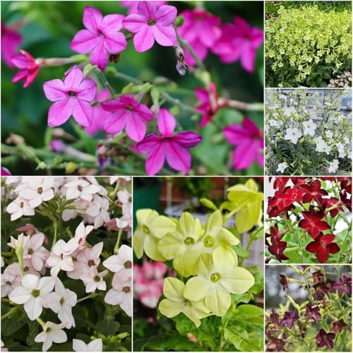 ornamentali di tabacco - semi da giardino interni balcone con letti elevati semi balcone scalatrici resistenti per il giardino - 550pcs