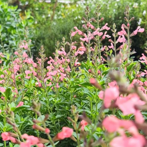 Semi di salvia, Salvia japonica, perenni decorazione da giardino per esterni semi da giardino 450pcs