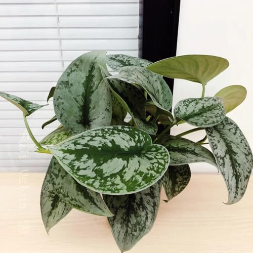 pothos da ufficio, tetto verde semi di pothos resistenti da giardino e balcone verdi sospese rampicante sempreverde balcone rampicanti sospese in vaso per luoghi 350semi
