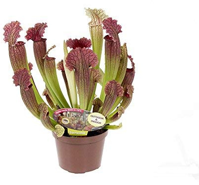 Sarracenia (Pitcher Plant) Leucophylla House Plant Half-Hardy Perennial Houseplant Plants Easy to Grow Your Own 1x 12.5cm Potted Plant by Thompson and Morgan