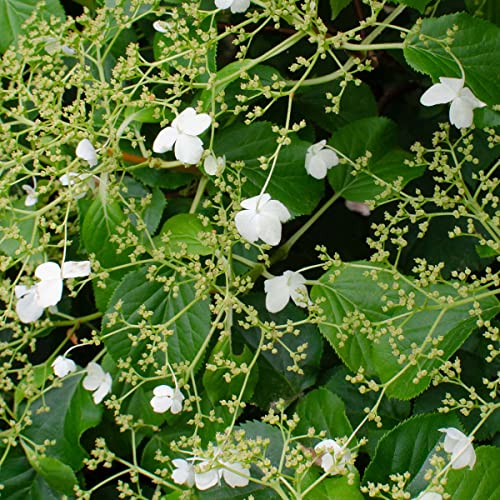 Bloomique - Hydrangea Petiolaris - Kletterhortensie - Hortensie - Kletterpflanzen - Gartenpflanzen - Winterhart - 50-70 cm Hoch - Topf 15 cm
