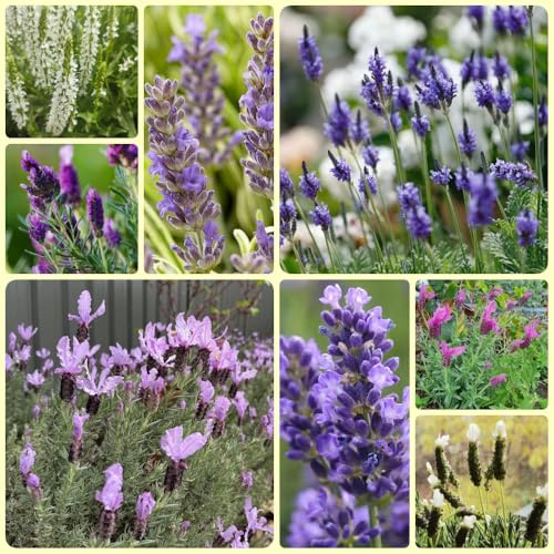 LavendelSamen, wildblumensamen herbstaussaat bienenweide blumensamen geschenk wildblumensamen mehrjährig winterhart balkon 300pcs