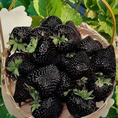 piantedi fragola semi di Piantabananapiantelampone,semi physalis ulivi e alloro ciliegio set olivello spinoso,resistentiPiantaragno dell' limone fragole 350Seme