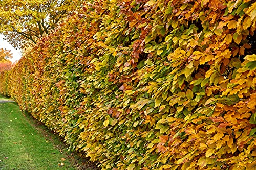 Rotbuchen 25t. 120-150cm Rotbuche Fagus sylvatica Wurzelware Heckenpflanzen