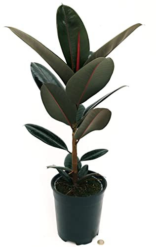 POWERS TO FLOWERS - FICUS ELASTICA ROBUSTA ABIDJAN, VASO 17CM DIAMETRO, ALTEZZA 60CM, pianta vera