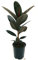 POWERS TO FLOWERS - FICUS ELASTICA ROBUSTA ABIDJAN, VASO 17CM DIAMETRO, ALTEZZA 60CM, pianta vera