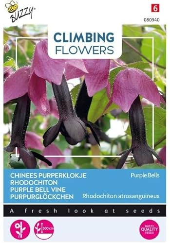 Buzzy Climbing Flowers, Rhodochiton Purple Bells