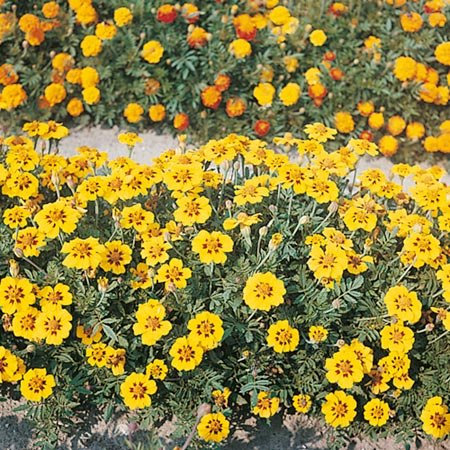 PREMIER SEEDS DIRECT - Marigold - TAGETTES - Dainty Marietta - 500 Seeds