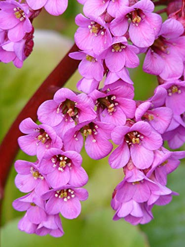 Pink Bergenia Rock Crushing Plant Settled Wurz Herb-20 Inch by 30 Inch Laminated Poster with Bright Colors and Vivid Imagery-Fits Perfectly in Many Attractive Frames