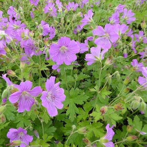 6x Storchschnabel 'Sirak' - Geranium 'Sirak' - Topf 9x9cm - Sommerstaude