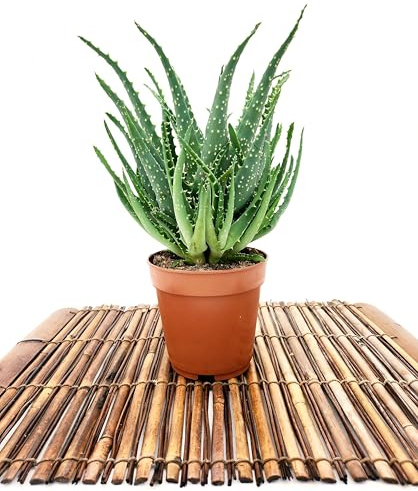 POWERS TO FLOWERS - ALOE ARBORESCENS, VASO 12CM, pianta vera