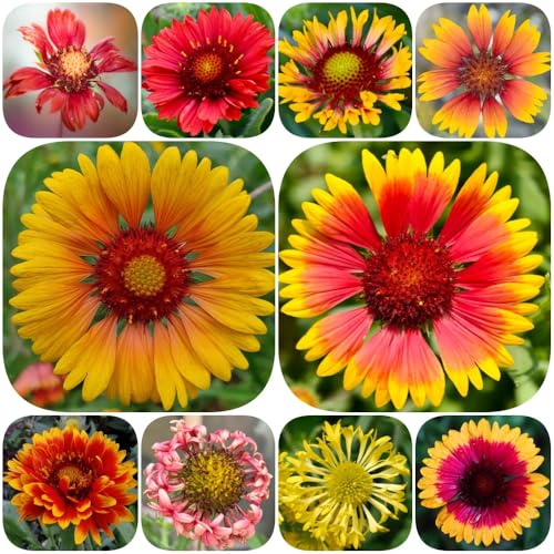 Kokardenblume, gartendeko für draußen blumensamen für sonnige plätze steingartenpflanzen winterhart wildblumensamen bodendecker seltene blumendeko stauden winterhart mehrjährig 300Samen