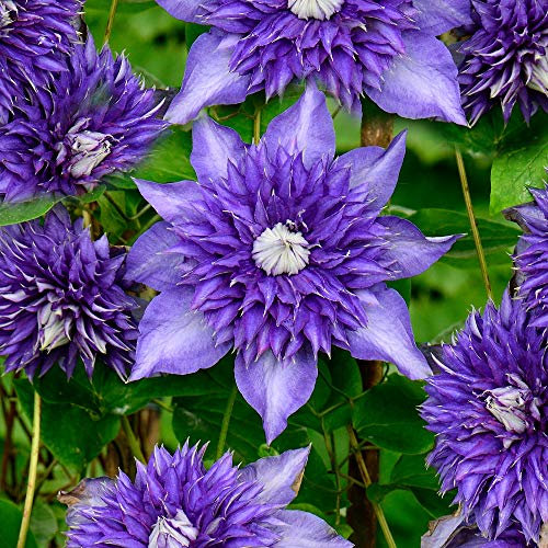 Clematis Multiblue Compact Deciduous Blue Flowering Climbing Vine Shrub (9cm Pot, 20-30cm)