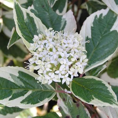 Hartstång Sibirica Variegata – Cornus alba 'Sibirica Variegata' 50–60 C –