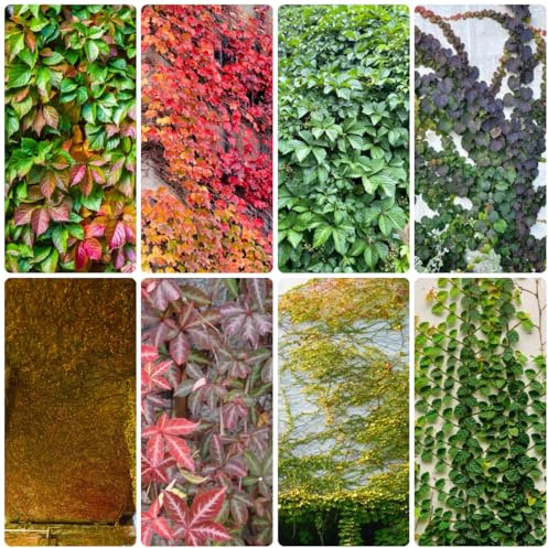 wilder wein kletterpflanze - jungfernrebe kletterpflanze deko wohnzimmer rankpflanzen zimmerbonsai herbstpflanzen winterhart blühend büropflanzen immergrüne nachhaltige produkte 200samen