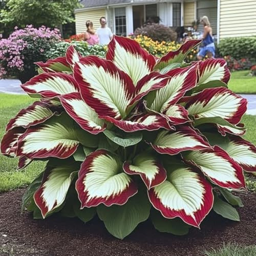 Funkien Rhizoms-Schattentolerante Premium-Stauden Gartenprojekte-4 Rhizoms-C