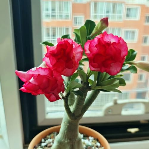 Rosa del deserto - Colore raro, adatto per interni ed esterni, facile da coltivare-1Pcs-C