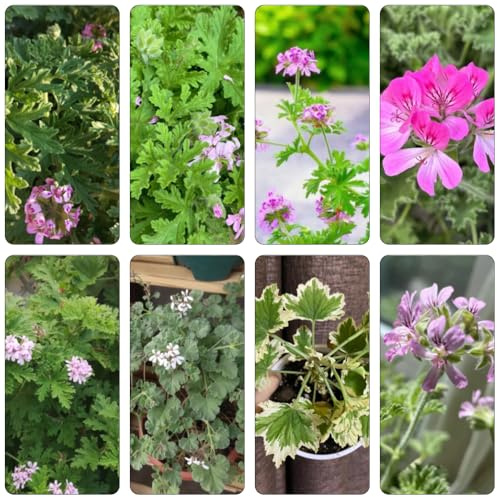 geranio limone da giardino balcone parterre di primavera semi selvaggio selvaggio balcone medicinali cucina giardino cucina 15pcs