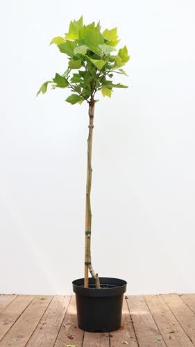 Platanus x hispanica 'Alphens Globe' 80 cm Stammhöhe – Winterhart, Mehrjährig, Pflegeleicht – Kugel-Platane – Zierbaum für Garten & Einfahrt