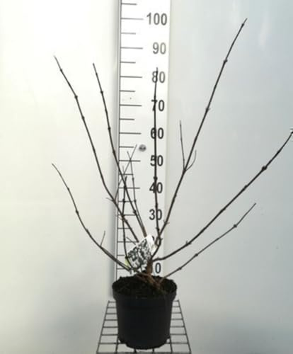 Viburnum plic. 'Grandiflorum' (rotundifolium) - Viorne Japonaise 'Grandiflorum', Viorne À Plateaux 40-60 cm en pot
