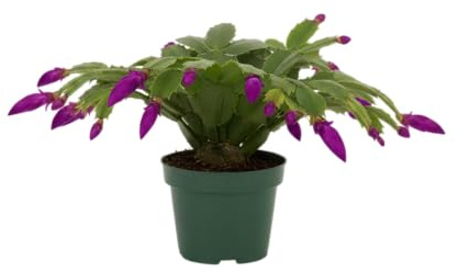 DECOALIVE Cactus de Navidad Natural Planta Schlumbergera con Flor de Invierno