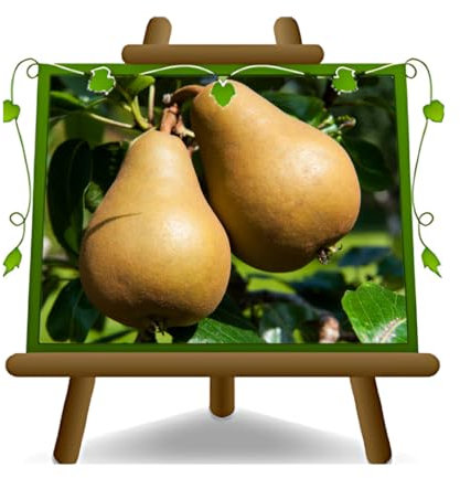 EURO PLANTS VIVAI Poirier Campanella plante fruitière ancienne en pot 20 cm hauteur 150-170 cm - Âge 2 ans