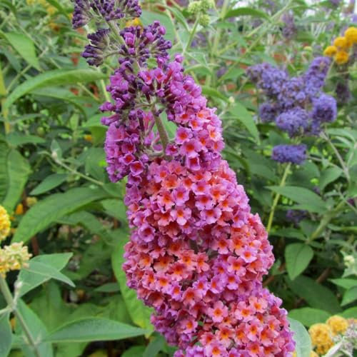 Carbeth Plants Buddleia Flower Power Plant 1 x 2L Pot - Colourful Butterfly Bush Compact Hardy Garden Ready Potted Shrub - Low Maintenance Wildlife Friendly - Ideal for Gardens, Borders & Patio Pots