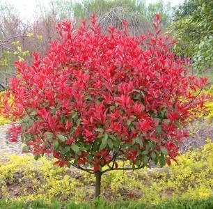 Plante de jardin domestique Photinia Fraseri Frasery Serrulata Red Robin Tipluohu Graines de fleurs