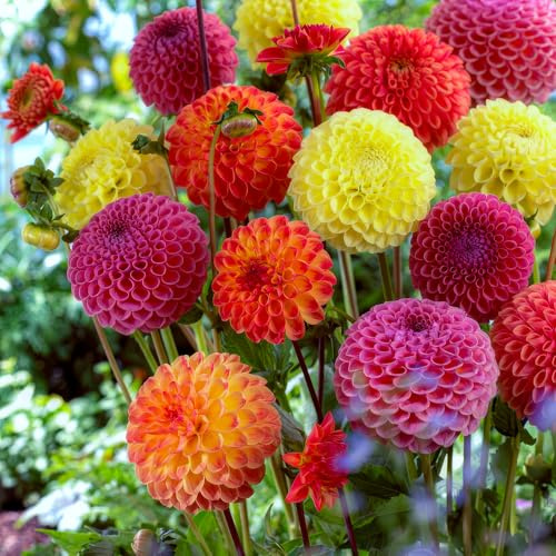 FLORIUM - Dalias pompon bolas, colección (5 bulbos). Mezcla exclusiva de Holanda. 5 variedades y colores. Decoración perenne para jardín y balcón (sin semillas, no resistente)