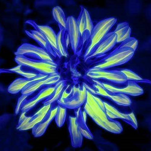 Natural Organic, Rare Plants, Easy Plant, Exotic, Strong Plant, Excellent Display, Dahlia Bulbs Now UK, Greening Flower/Good for Containers, 4bulbs-J