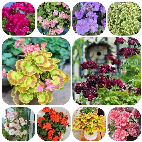 semillas de geranio colgante jardín rocas resistentes pelargonio raras, silvestres perennes macizo 500pcs