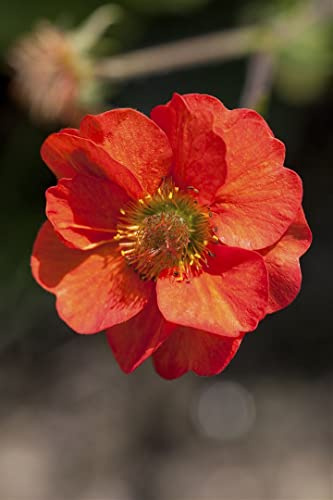Geum chiloense 'Feuerball' 9x9 cm Topf – Winterhart, Mehrjährig, Pflegeleicht – Nelkenwurz – Staude für Beet & Rabatte