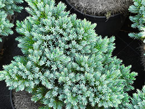 Juniperus sqamata Blue Star - Blauer Zwerg-Wacholder - 25-30
