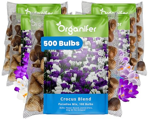 500 Bulbi Di Crocus A Fiore Grande - Paradise Mix - Bulbi Xxl 8/9 Cm - Promuove La Biodiversità - Per Un'Atmosfera Romantica E Allegra - Per Un Giardino Primaverile Colorato - Organifer