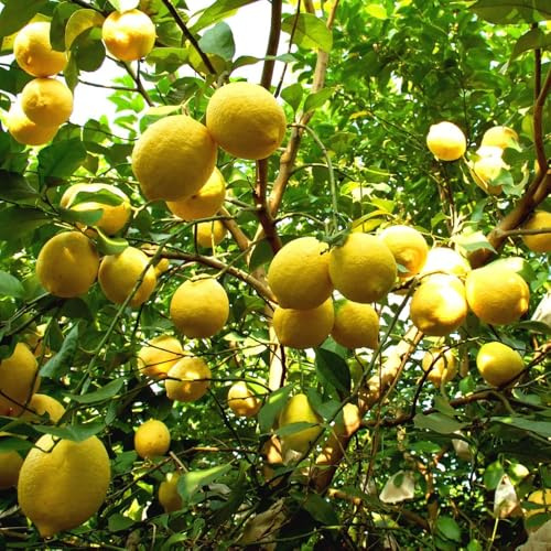 semillas resistentes de limonero - regalos sostenibles balcón 20pcs